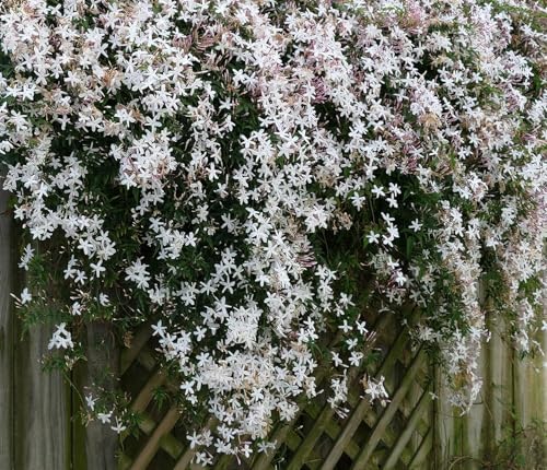 Image of Bigreen Chameli Jasmine Live Flowering Plant with Fragrant White Blooms | Indoor Outdoor Plant in Decorative Plastic Pot | Easy Care Live Plant for Home Garden Balcony Decor (Pack of 1)