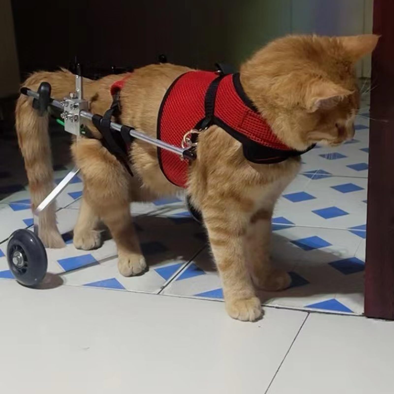 Fauteuil roulant pour chat paralysé des pattes arrières