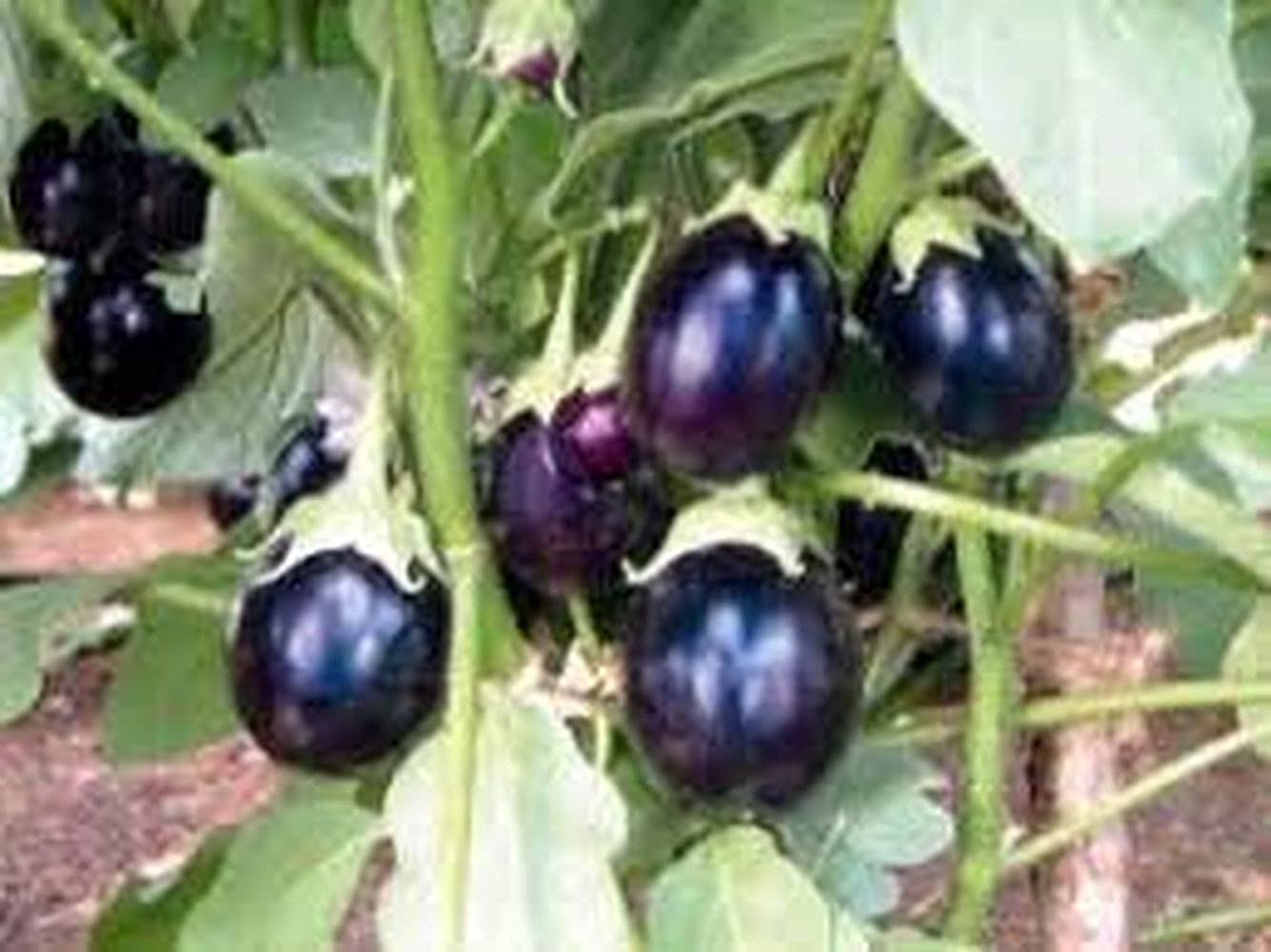 PLANTOGALLERY Brinjal Small Chu Chu F1 Hybrid Vegetable Seeds For Home Garden Grow All Season (1 Pkt 50 to 70 Seeds Each) (PL-SEEDS-105) (B09B2NVT11) Amazon Price History, Amazon Price Tracker