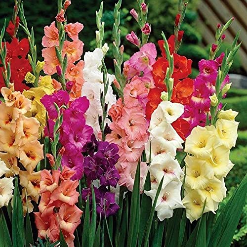 See full amazon price history chart for Audbhidhi bulbs gladiolus Flower Bulbs For Home Gardening (pack of 30 bulbs) Audbhidhi bulbs gladiolus Flower Bulbs For Home Gardening (pack of 30 bulbs) (B0B5LKS45C) Amazon Price History, Amazon Price Tracker