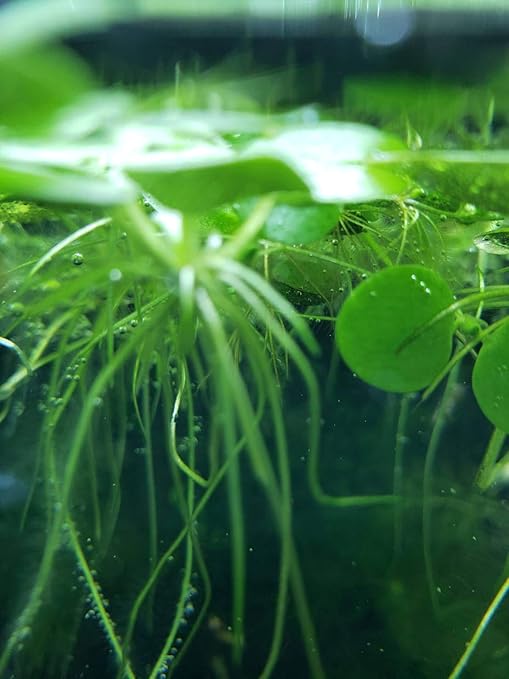 お買い得 水草 浮草 アマゾンフロッグピット 大株 5株 魚用品 水草 お買い得 水草 浮草 アマゾンフロッグピット 大株 5株 魚用品 水草