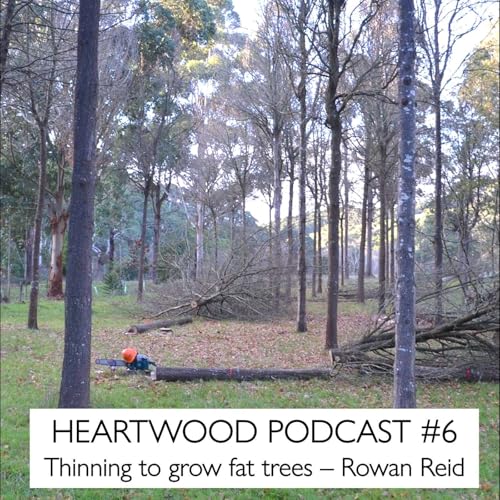 #6 Thinning to grow fat trees