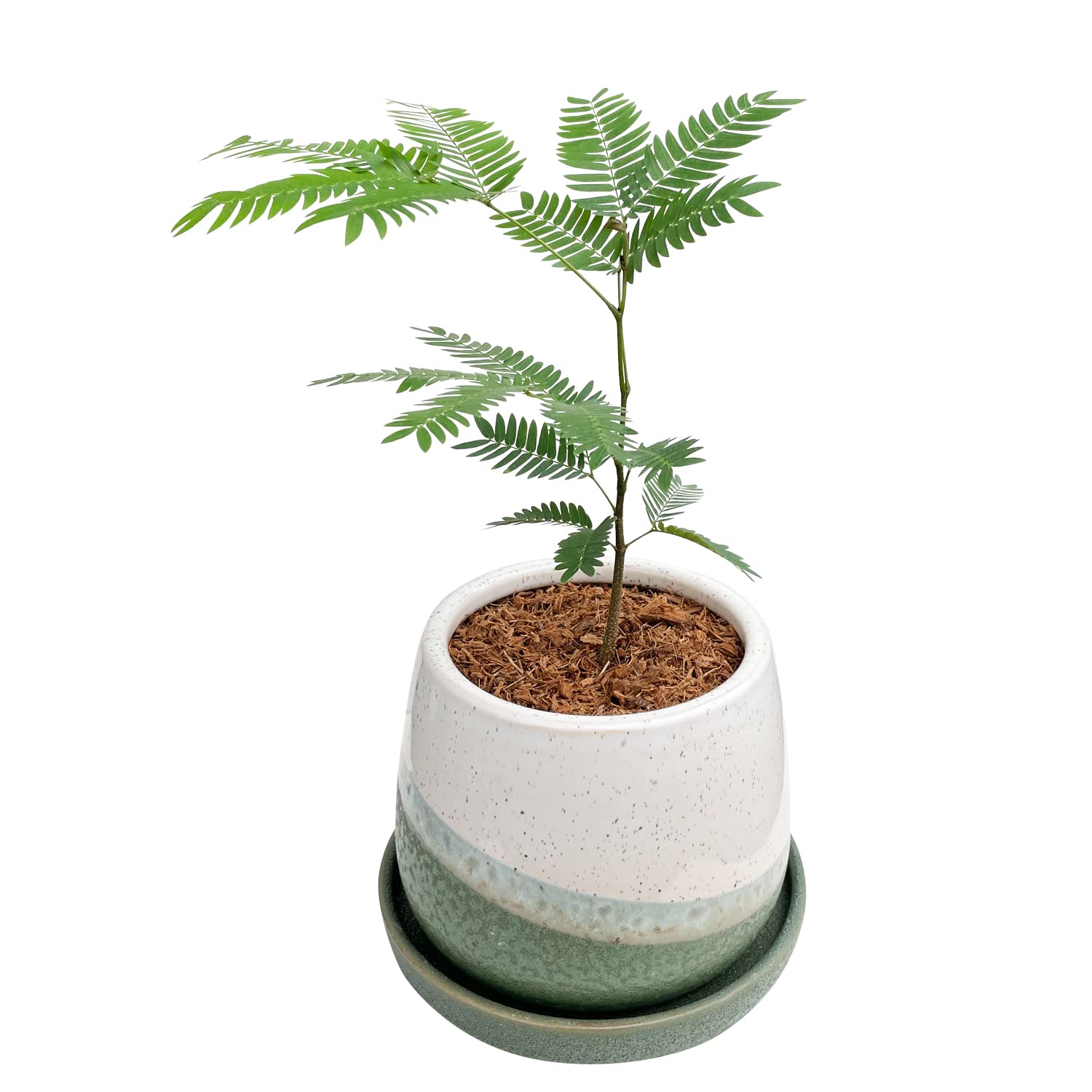 Amazon｜花のギフト社 鉢植え エバーフレッシュ 観葉植物 ミニ