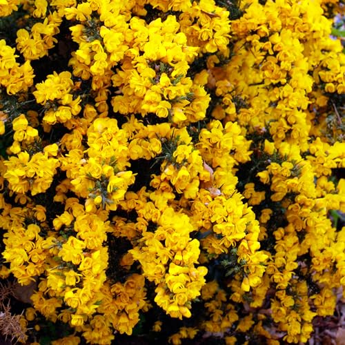 Ulex Europaeus Flore Pleno - Double-Blossomed Furze Evergreen Shrub - Spring Flowering Garden Shrubs - Outdoor Plants Garden Plants Shrubs and Bushes Low Maintenance Plant (9cm Pot, 15-25cm)