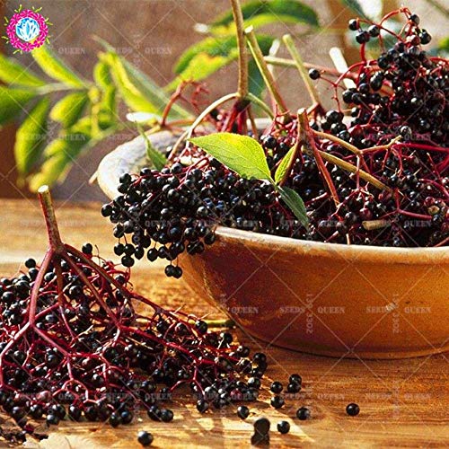 Homely 20 Pcs/Bag Real Elderberry Vegetable Seed Perennial Herbal Home&Amp; Garden 95% Germination Rate: 3