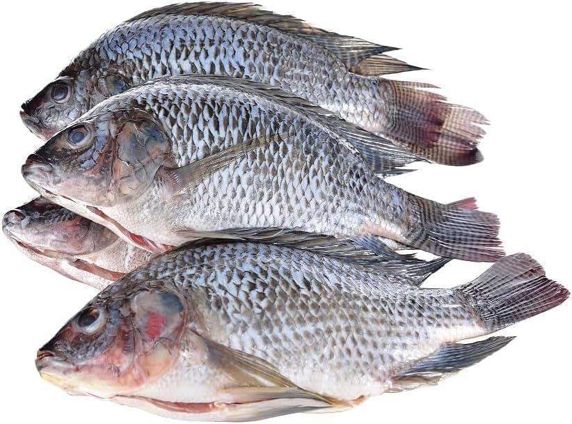 Tilapia (Large) - Box