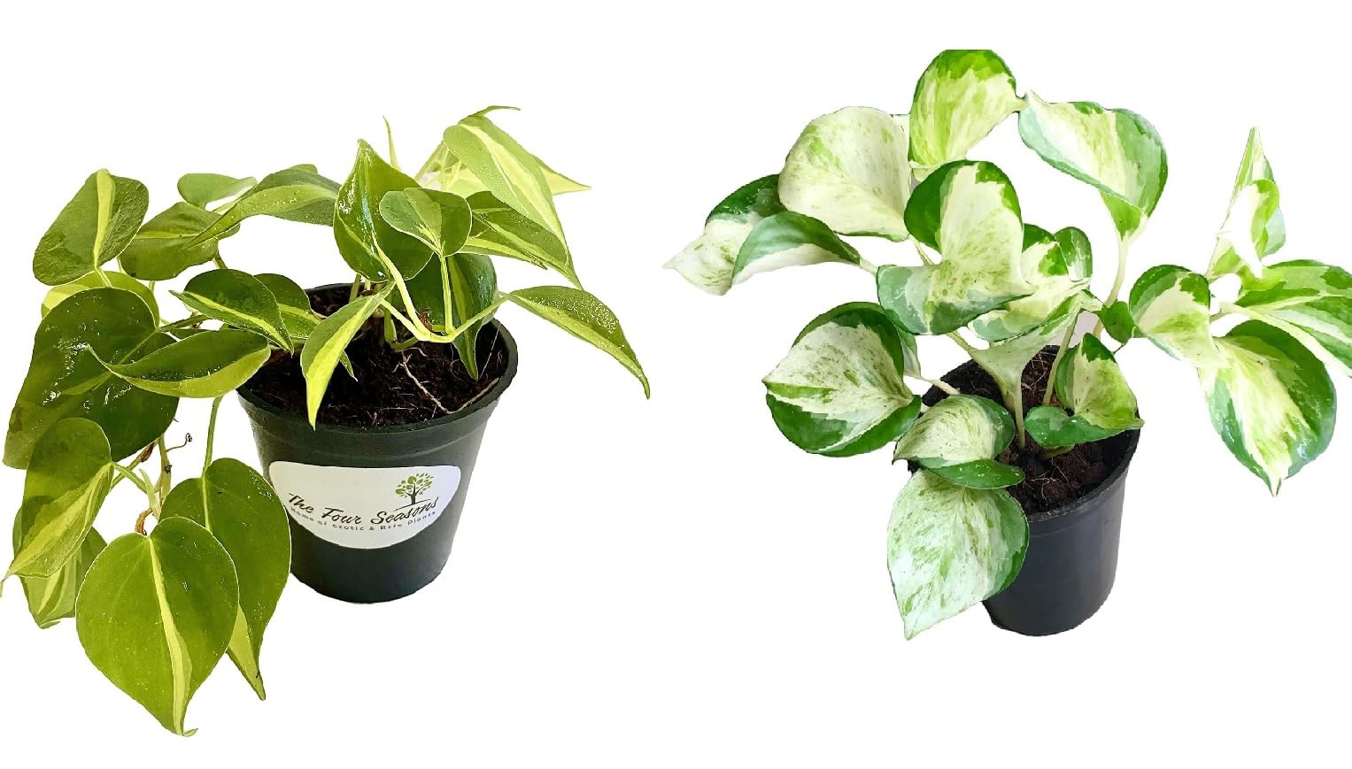 The Four Seasons Combo of Money Plants Manjula Pothos and Philodendron Brasil Natural Live Plants in Pot | Combo of 2 (B07DJLW518) Amazon Price History, Amazon Price Tracker