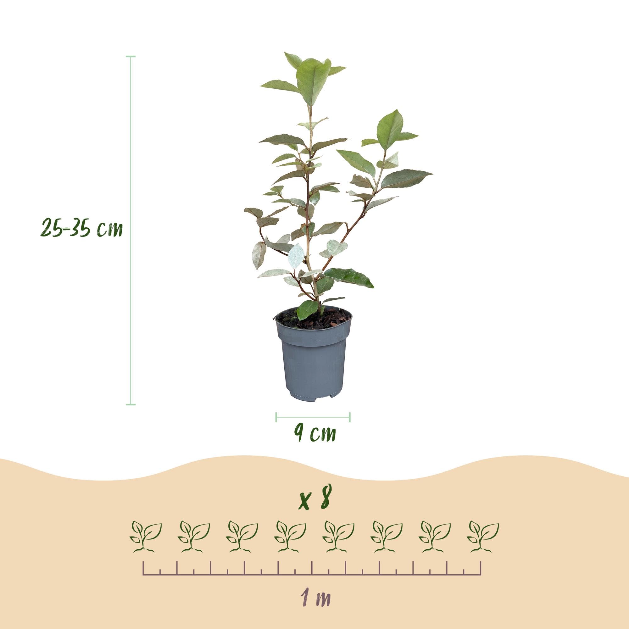 Arbusto Elaeagnus Ebbingei Compacta para Seto, Verde y Gris, Pack de 8