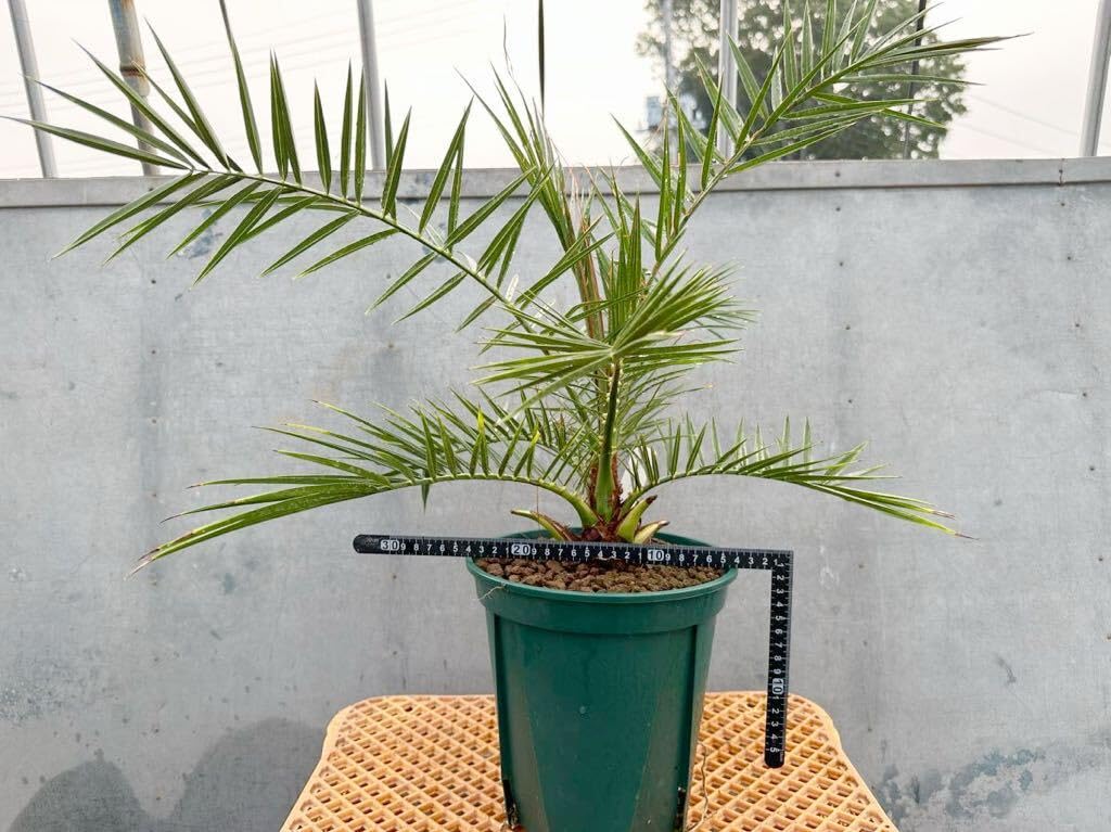 Amazon.co.jp: カナリーヤシ 検）ココスヤシ サバルヤシ フェス