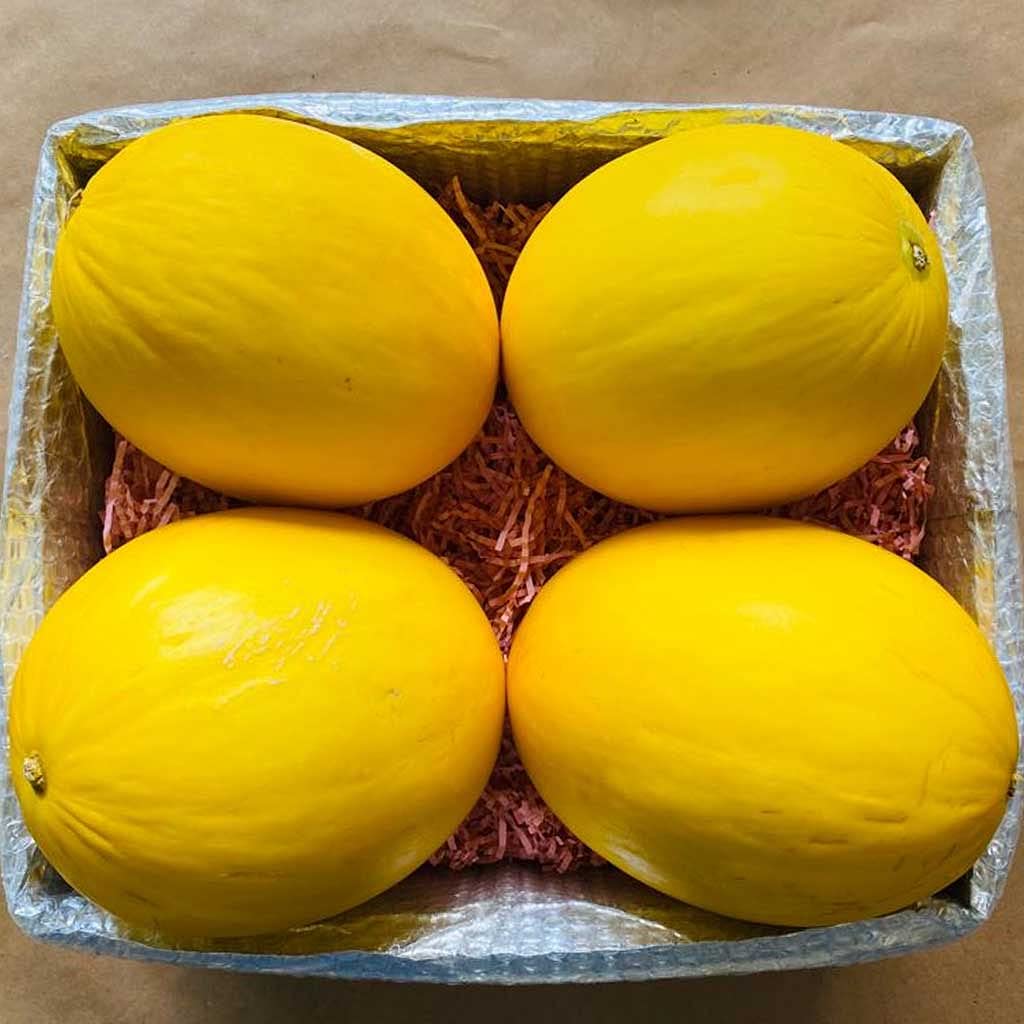 See full amazon price history chart for Golden Hills Farm Hybrid Muskmelon F1 Hybrid Golden Sun 100+ Seeds Golden Hills Farm Hybrid Muskmelon F1 Hybrid Golden Sun 100+ Seeds (B0966JH79W) Amazon Price History, Amazon Price Tracker