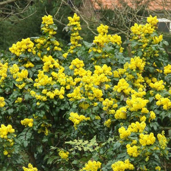 Mahonia aquifolium 'Apollo' 25–30 cm Vaso – Arbusto compatto sempreverde con fiori gialli