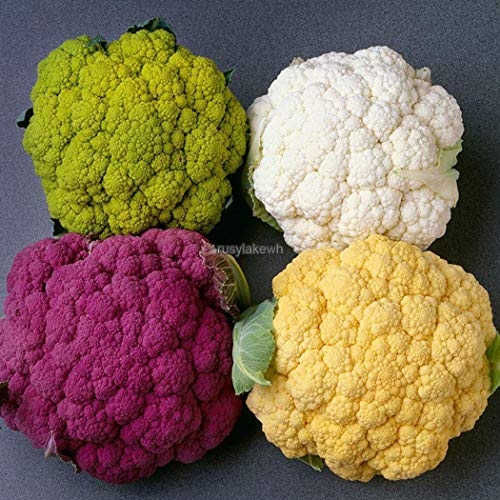 Portal Cool 50 Piezas de Coliflor de Semillas Vegetales Sabrosa Mezcla de Color Arco Iris Coliflor Rlwh 01