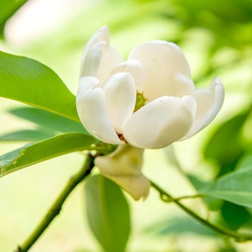 Miniatura 4 de Sweetbay Árbol de magnolia, árboles de magnolia de 6 a 12 pulgadas, plantas vivas para plantar al aire libre, maceta de 4 pulgadas, planta de flores