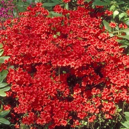 GardenersDream Azalea Geisha Red’ Plant in Pot - Hardy Japanese Evergreen Shrub – Beautiful Spring Flowering Plant – Outdoor Garden Ready Shrub for Borders, Pots & Containers (9cm Pot, 20-30cm)