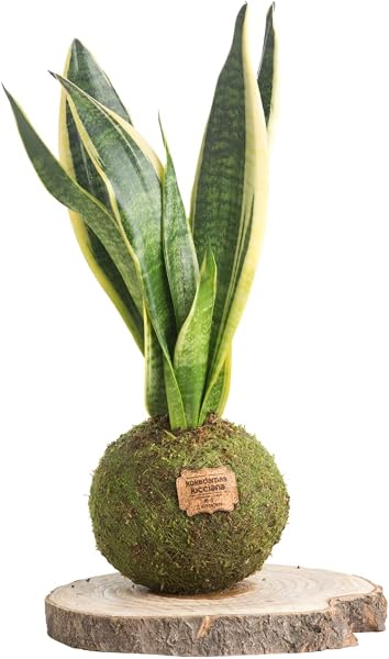 Kokedama Potus Natural - Kokedama Interior | Bola de Musgo Vivo | Planta Natural | Planta Interior | Decoración Hogar | Fácil Cuidado y Mantenimiento - 3