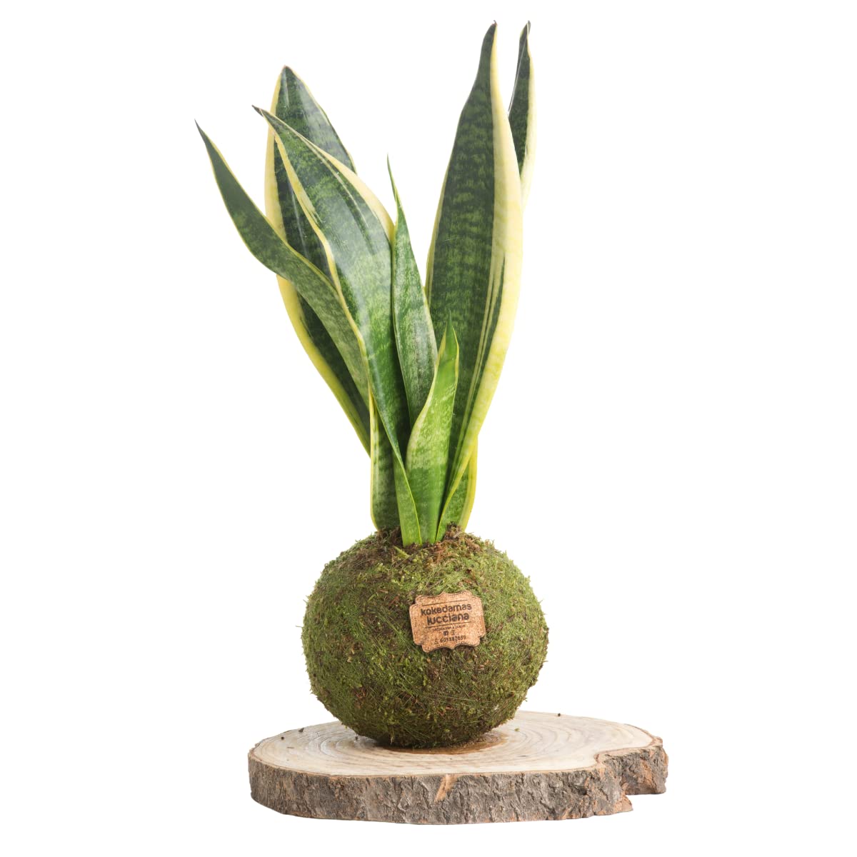 Kokedama Piña Mini Natural - Kokedama Interior | Bola de Musgo Vivo | Planta Natural | Planta Interior | Decoración Hogar | Fácil Cuidado y Mantenimiento — view 4
