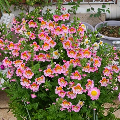 semillas de orquídeas de granjero, decoraciones, para exóticas resistentes jardín rocas 450pcs