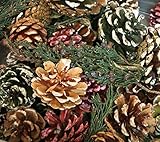 Little Valley Frosted Short Needle Pinecone Potpourri - Cinnamon Scent Large 1 lb Bag - Perfect for...