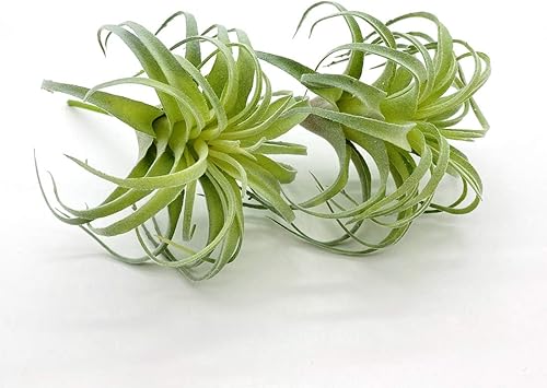 Miniatura 25 de Paquete de 4 plantas de aire artificiales de Tillandsia de imitación, bromelias para jardín, decoración del hogar, terrario, plantas suculentas