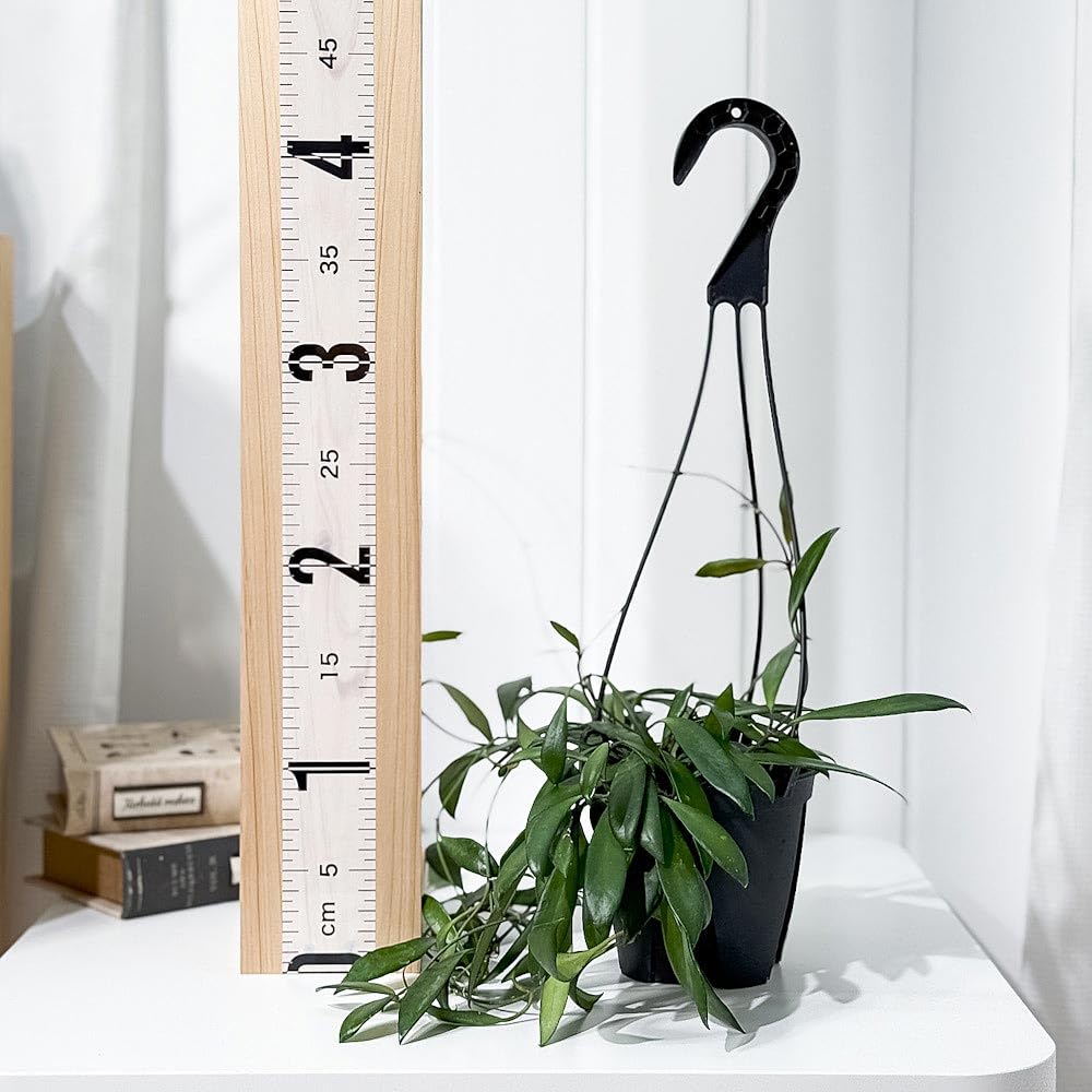Amazon｜PLANCHU 観葉植物 ホヤ プビフェラ 4号吊り鉢 育て方説明書