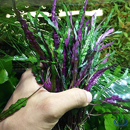Greenpro Hemigraphis Exotica Semi-Aquatic Plant Bundles #TOP13