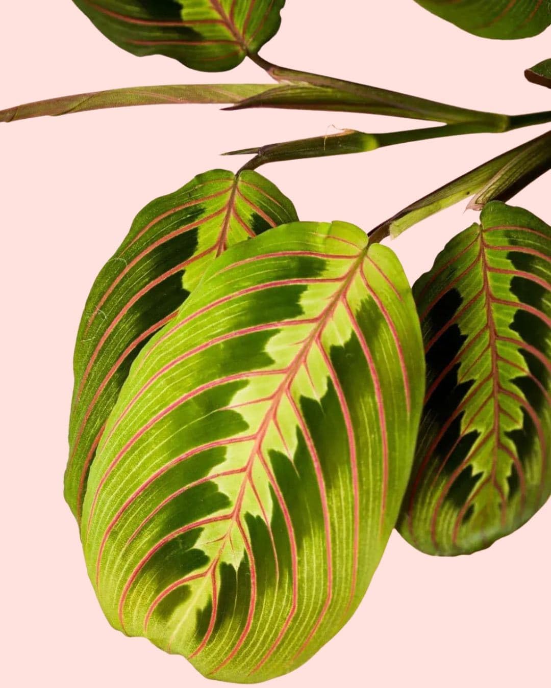 PUR PLANT Maranta Leuconeura Tricolor | Planta Natural De Interior Pet Friendly y Purificadora | Hojas Verdes Con Nervaduras Rosas y Reverso Rosado | Tropical, Elegante y Viva | Maceta De Ø8,5 cm — view 3
