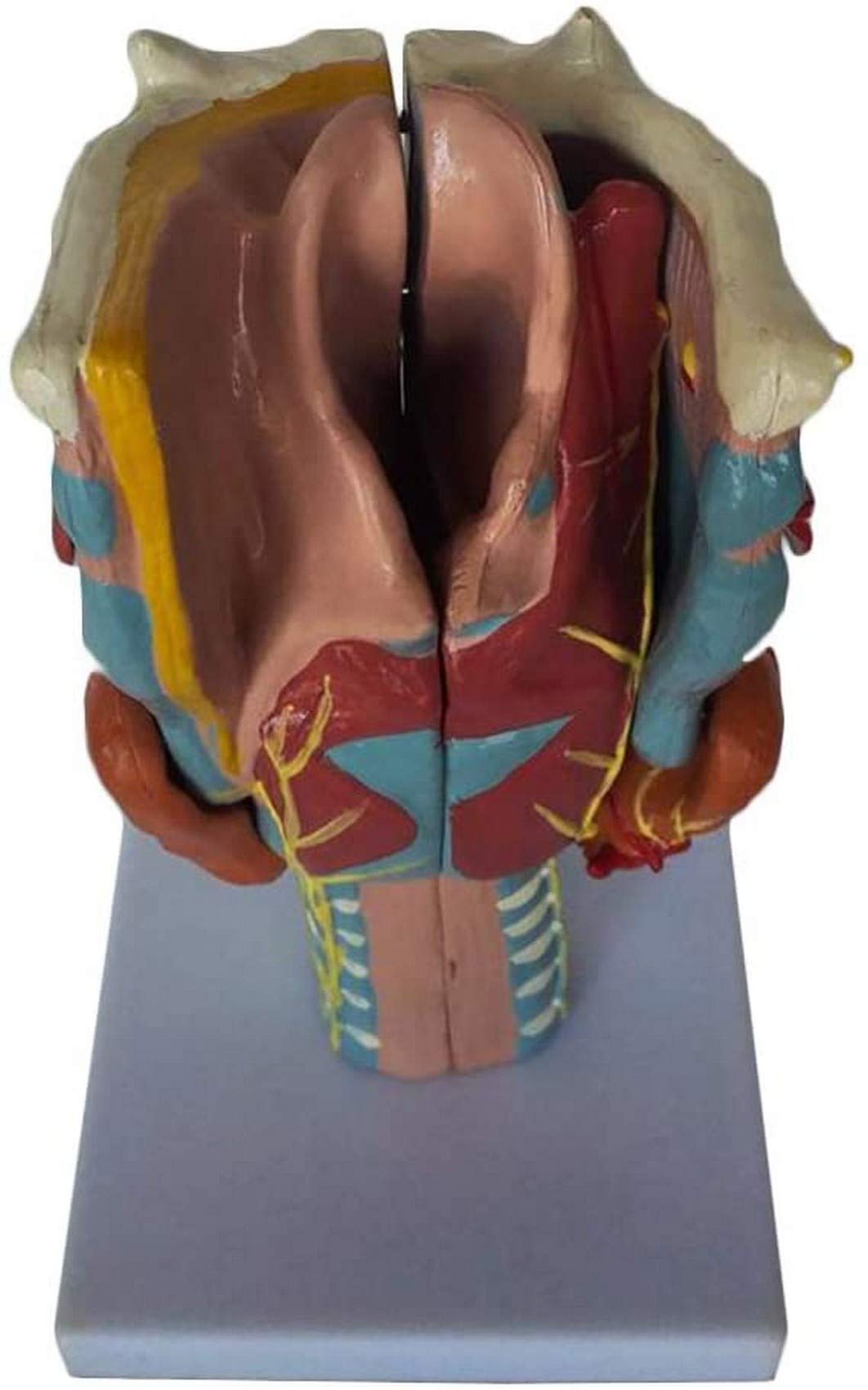 Buy ZHFF d Larynx Anatomical Model Human Organ Anatomical Model Larynx Model Removable 7