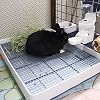 Super Large Rabbit Litter Box with Grate, Extra Large Bunny Restroom Litter Tray