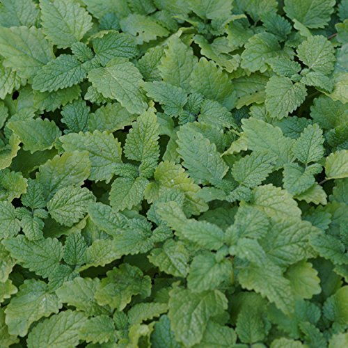 Blumixx Stauden Melissa officinalis - Zitronenmelisse, im 0,5 Liter Topf, weißlich-rosa blühend