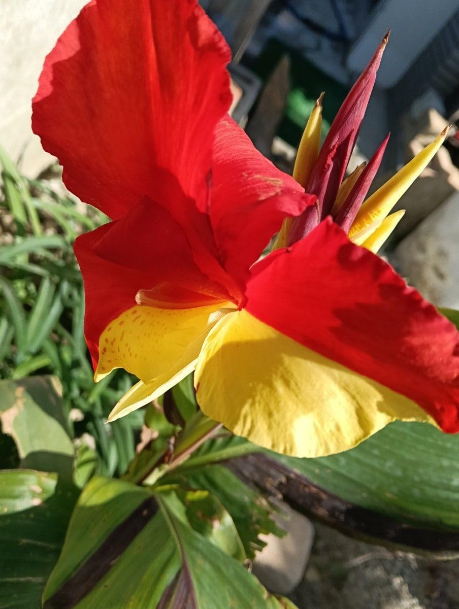 カンナ 根茎 球根 苗 花 植物 1種類