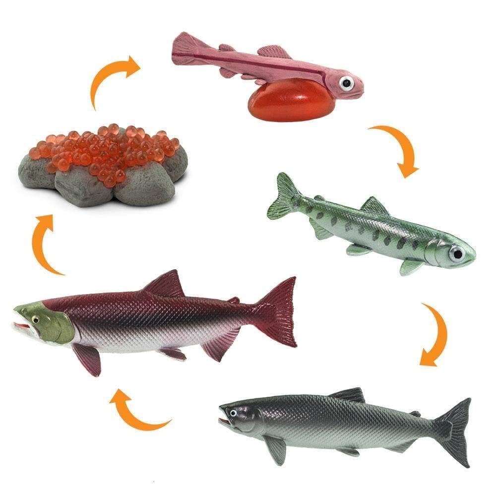 Safari Lebenszyklus Eines Huhns – 4-teiliges Set, Figuren Ca. 43,9 Cm, Ungiftig & BPA-frei, Ab 3 Jahren
