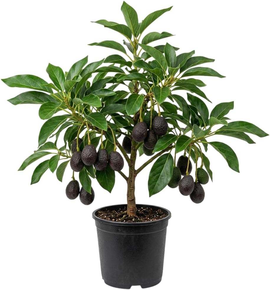 HASS Avocados Plant 8-14 Inch Tall Half Gal Pot, Tropical HASS Avocado Trees Live Plants, Large Fruit, No Ship CA