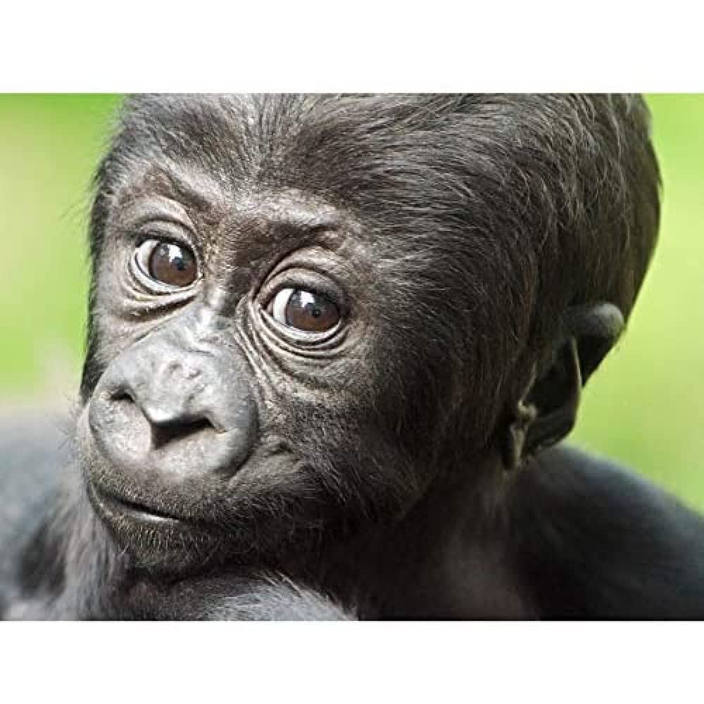 Wee Blue Coo Young Gorilla Ape Primate Monkey Jungle Baby Art Large Art Print Poster Wall Decor 18x24 inch