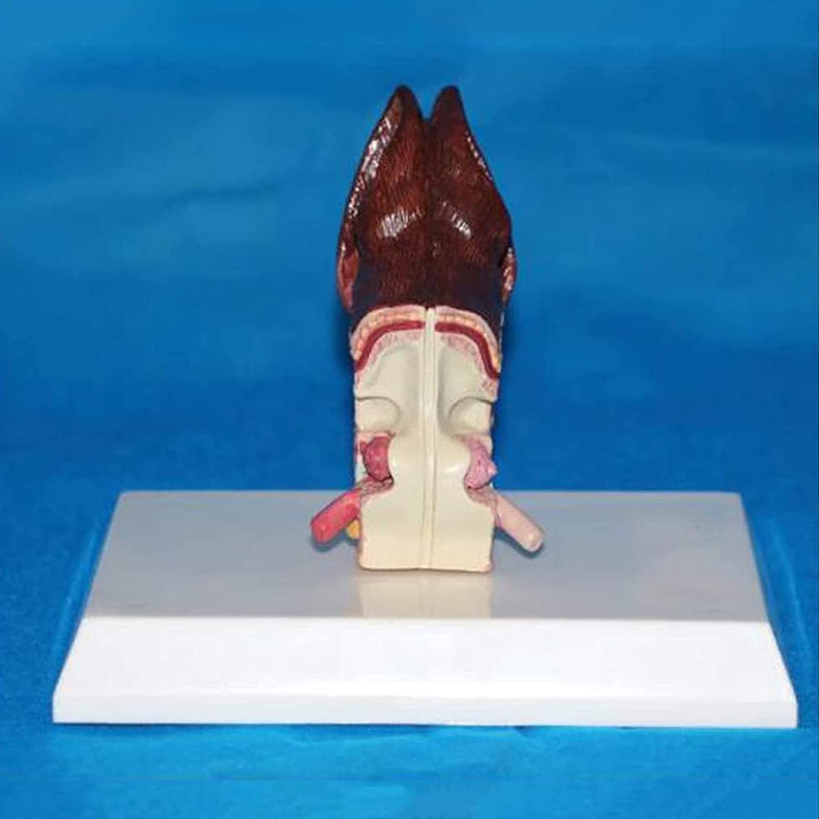 Model anatomiczny psa psa ucha biologia organów zwierząt pomoc edukacyjna i materiały edukacyjne dla studentów medycyny i nauki