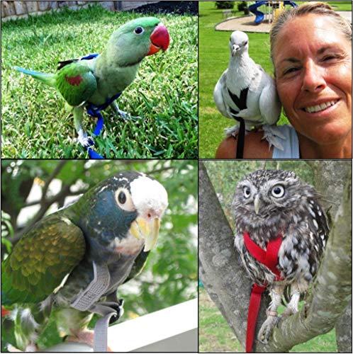 Image of The AVIATOR Pet Bird Harness and Leash: Small Red