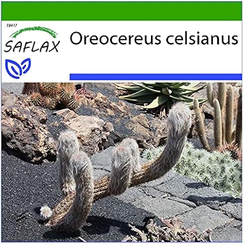 SAFLAX Old Man of The Andes Seeds with Soil Cover