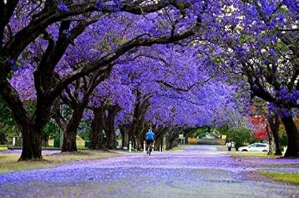 Amazon Com Blue Jacaranda Tree 25 Seeds Patio Lawn Garden