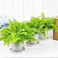 Amazon.co.jp: PLANCHU 観葉植物 ネフロレピス ツデー 3.5号鉢 3