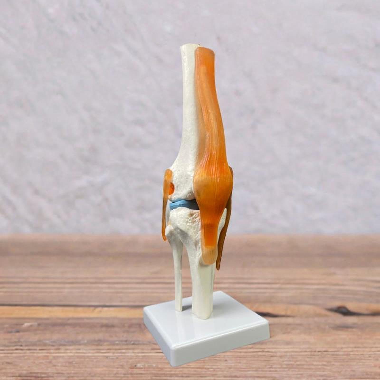 Material Didáctico para La Articulación de La Humana con Sus Ligamentos.