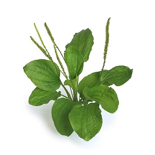 Miniatura 4 de Hojas secas de plátano puro y orgánico Biokoma 50g (1.76oz) en bolsa resellable a prueba de humedad