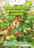 Sternwinde Winde orange bis gelb 'Quamoclit lobata *'...