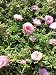 Portulaca (Purslane) Moss Roses Double-flowered Pink Flower 1500 Seeds