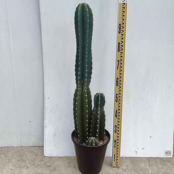 柱サボテン 鬼面角 大型サボテン大株 61di5CyPL2L._UF350,350_QL50_.jpg