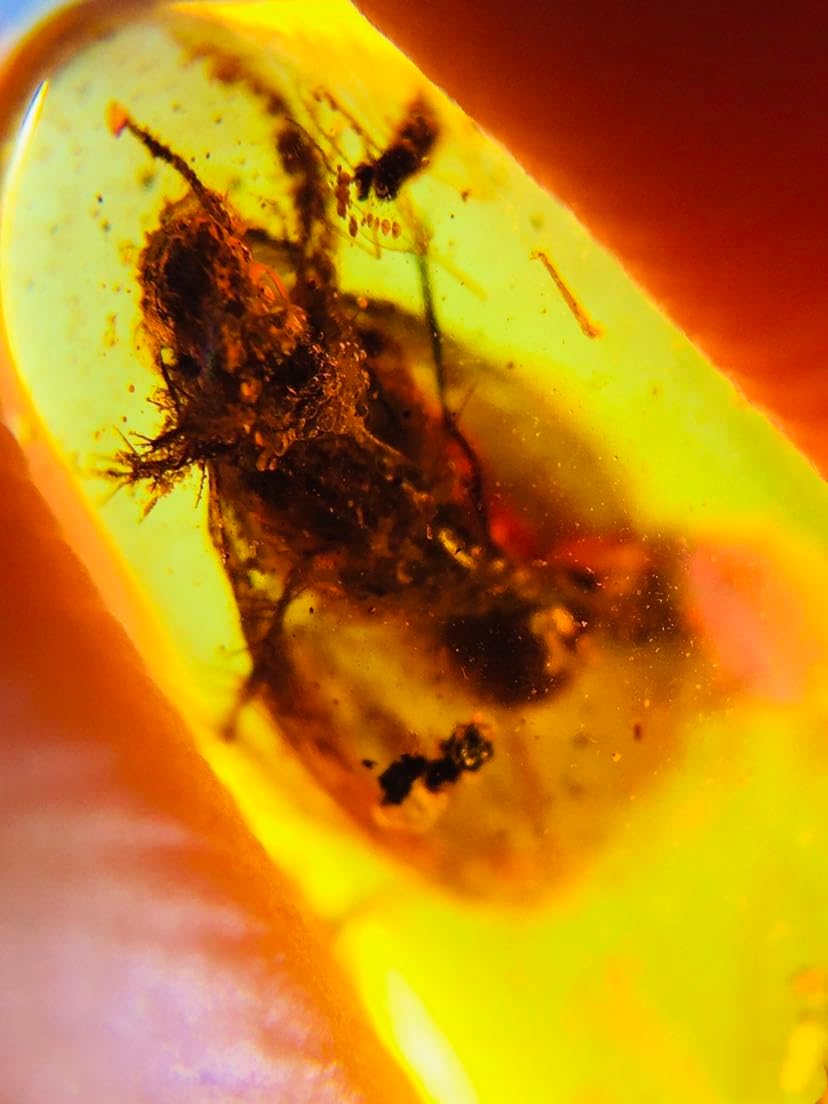 Burmese burmite Cretaceous Beetle Insect Fossil Amber Myanmar