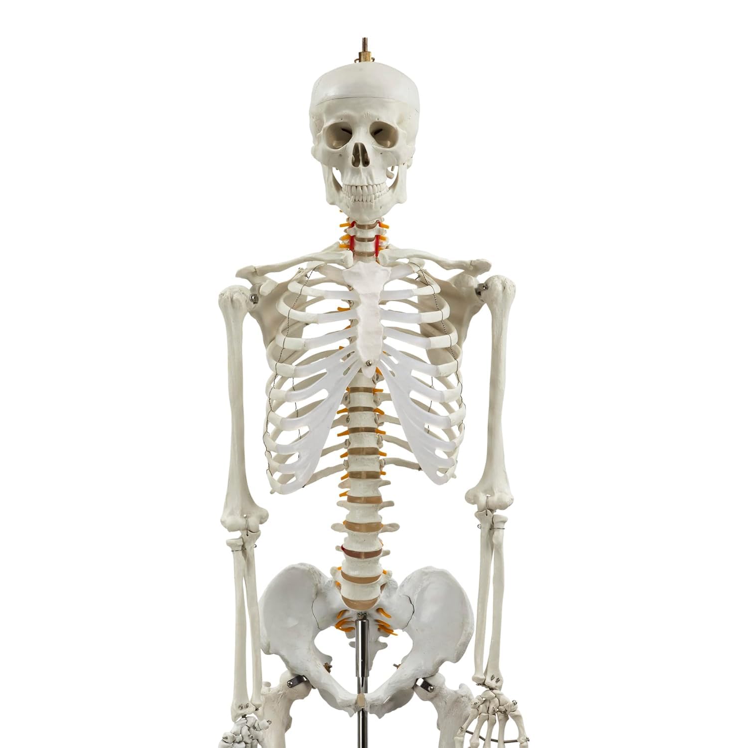 Model szkieletu ludzkiego naturalnej wielkości o długości 180 cm – szkielet anatomiczny składający się z 206 kości