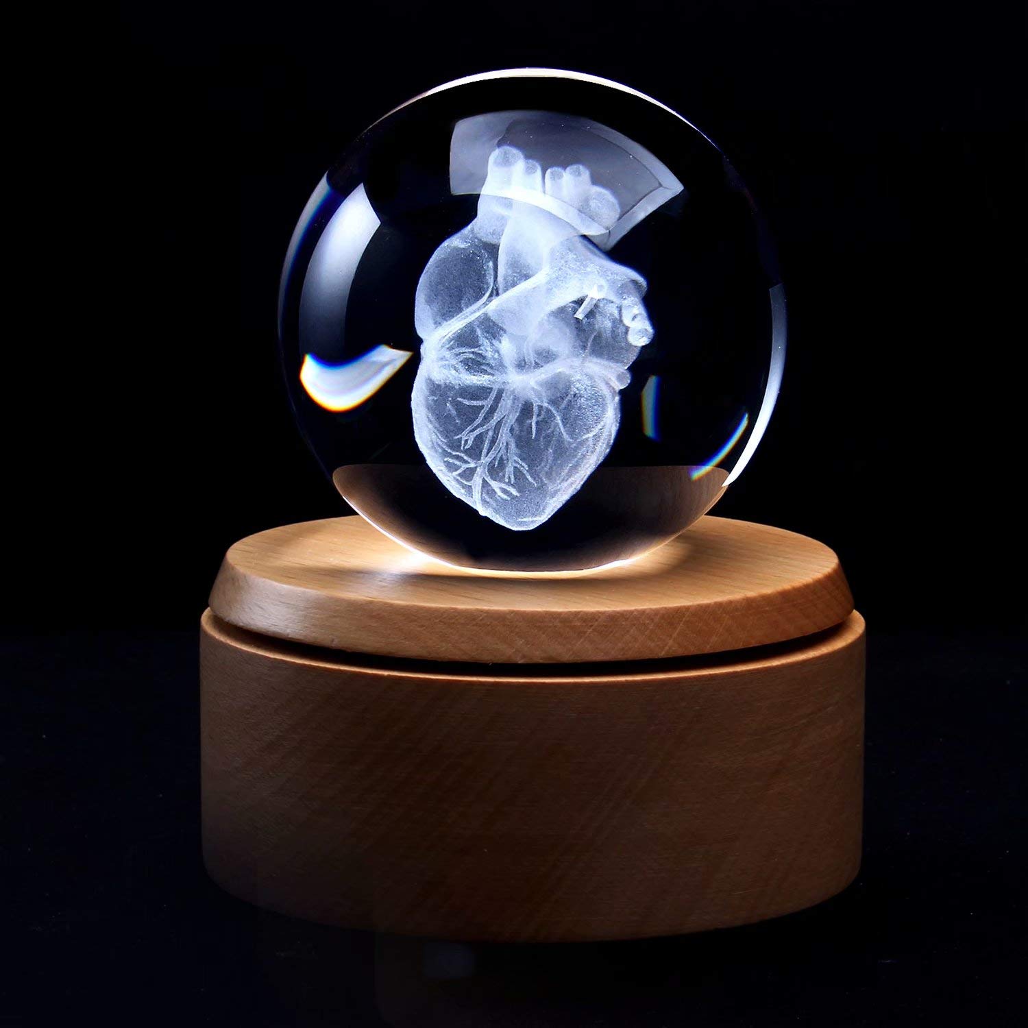Amazon.com: XINDAM 3D Human Heart Anatomical Model Paperweight
