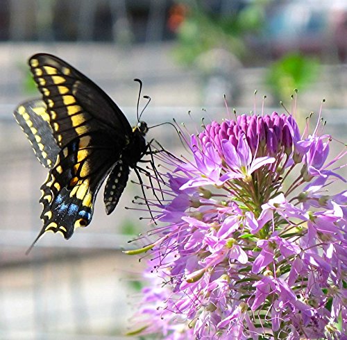Cleome serrulata | Rocky Mountain Beeplant | Waa | 50_Seeds
