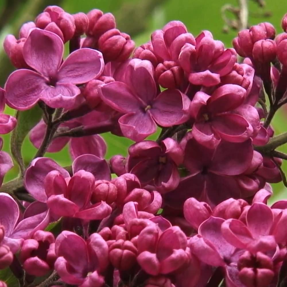 Lilas commun 'Andenken An Ludwig Späth' – Syringa vulgaris 'Andenken An Ludwig Späth' – 40-60 C – 40-60 cm pot | Fleurs violet foncé, parfum envoûtant