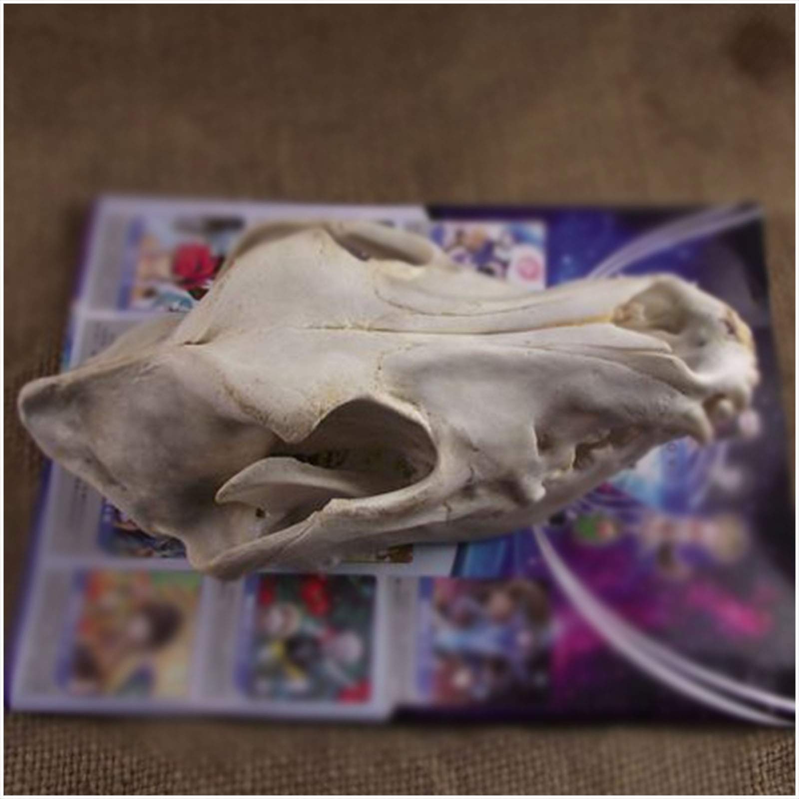Amazon.co.jp: 犬の頭蓋骨標本モデル - 犬の頭蓋骨モデル - 教育