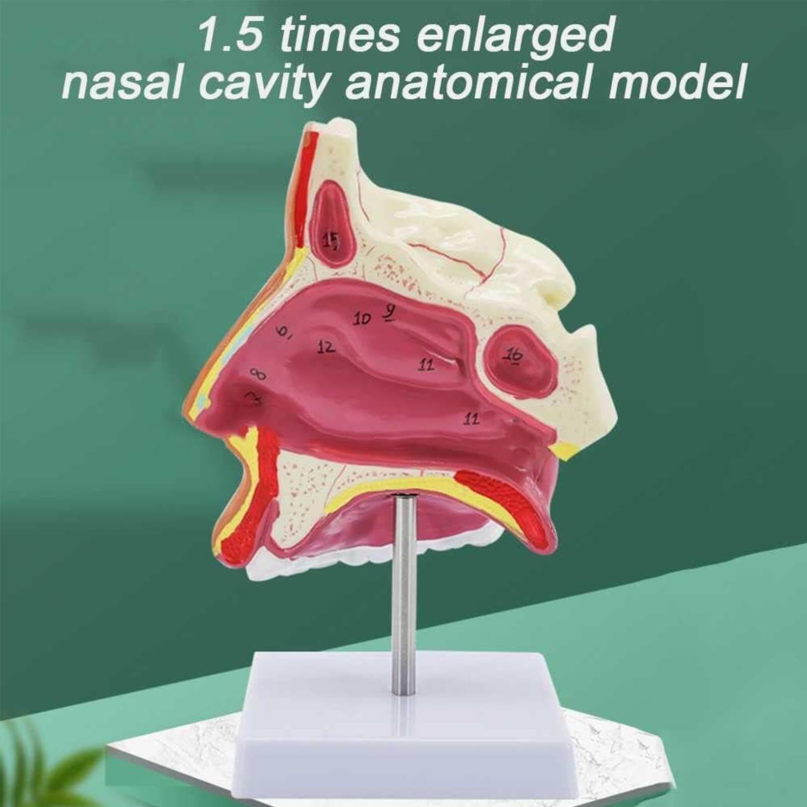Human Anatomical Nasal Cavity Model, Nasal Cavity Model with Digital Markings and Base, Suitable for Science Classroom Learning Display Teaching